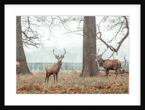 Stags in forest by Assaf Frank